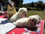 Maltese Terri̇er