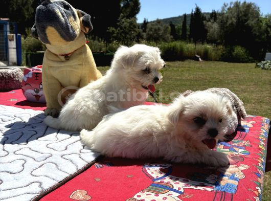 Maltese Terri̇er görsel