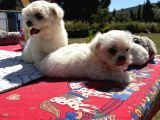 MALTESE TERRİER