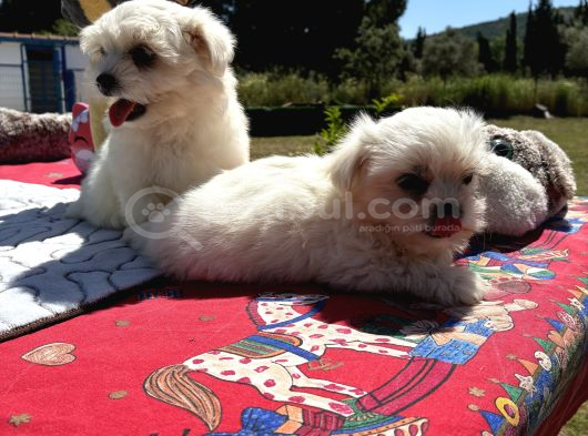 Maltese Terri̇er