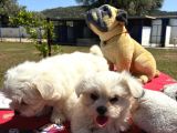 Maltese Terri̇er