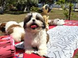 Shi̇h Tzu