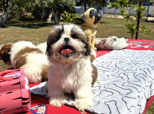 Shi̇h Tzu görsel