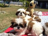 Shi̇h Tzu