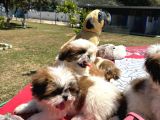 Shi̇h Tzu