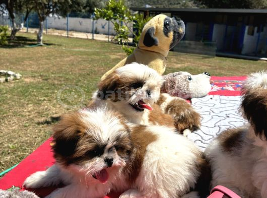 Shi̇h Tzu görsel