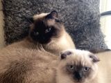 Safkan blue point kedi
