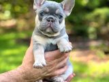 Lilactan French Buldog Nadir Mutasyon Sınırlı Sayıda