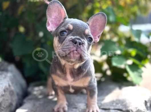 Lilactan French Buldog Nadir Mutasyon Sınırlı Sayıda görsel