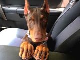Estetikli-Estetiksiz Kızıl Dobermanlar Safkan Aşılı Garantil