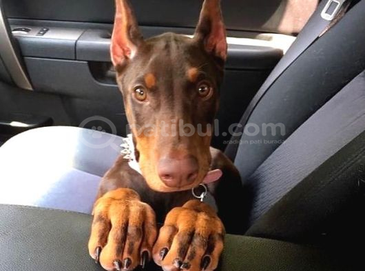Estetikli-Estetiksiz Kızıl Dobermanlar Safkan Aşılı Garantil görsel