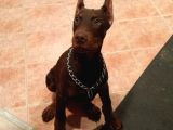 Estetikli-Estetiksiz Kızıl Dobermanlar Safkan Aşılı Garantil