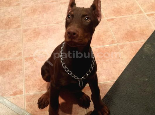 Estetikli-Estetiksiz Kızıl Dobermanlar Safkan Aşılı Garantil görsel