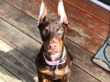 Estetikli-estetiksiz kızıl dobermanlar safkan aşılı garantil