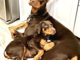 Estetikli-Estetiksiz Kızıl Dobermanlar Safkan Aşılı Garantil