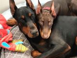 Estetikli-Estetiksiz Kızıl Dobermanlar Safkan Aşılı Garantil