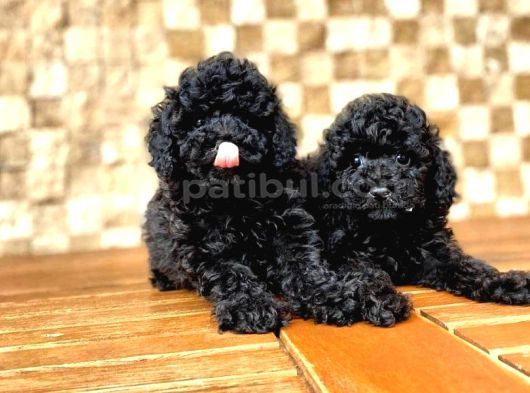 Toy garantili poodle bebekler