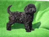 Toy Garantili Poodle Bebekler