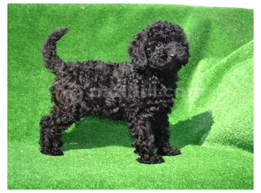 Toy Garantili Poodle Bebekler görsel