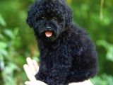 Toy Garantili Poodle Bebekler