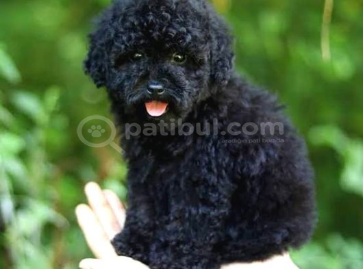 Toy Garantili Poodle Bebekler görsel