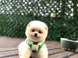 Karbeyazı Pomeranian Boo