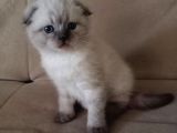 Safkan Blue Point Kedi