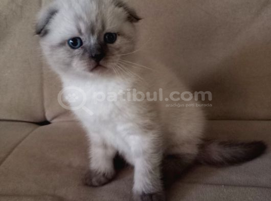 Safkan Blue Point Kedi görsel
