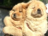 Safkan Harika Chow Chow Yavrular