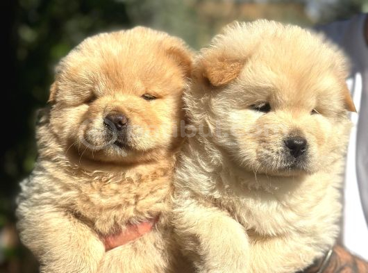 Safkan Harika Chow Chow Yavrular görsel
