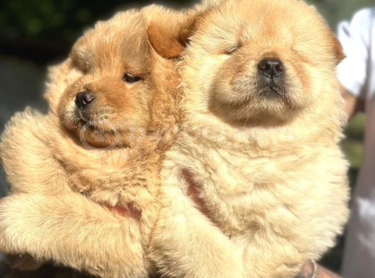 Safkan Harika Chow Chow Yavrular