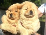 Safkan Harika Chow Chow Yavrular