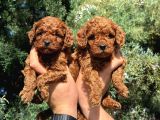 DENİZLİ MERKEZ TESLİME HAZIR POODLE YAVRULAR