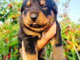 Koca kafa rottweiler yavruları