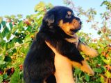 Koca Kafa Rottweiler Yavruları