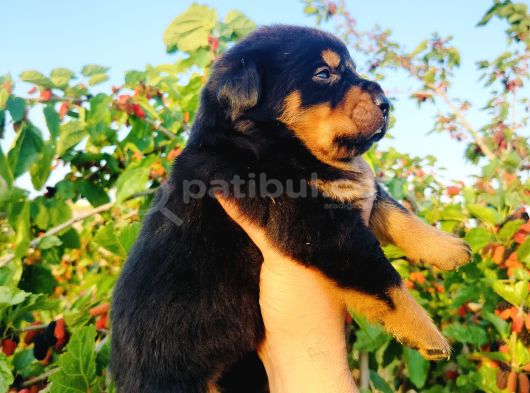 Koca Kafa Rottweiler Yavruları görsel