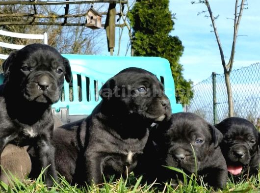 Cane Corso İtaliano Yavrular görsel