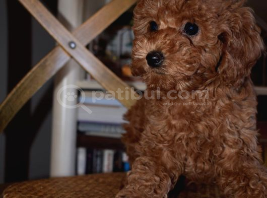 Ev Ortamında Büyüyen Mini Boy Red Brown Toy Poodle Yavrular görsel