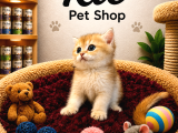Mükemmel güzellikte british shorthair golden yavrularımız