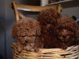 Ev Ortamında Büyüyen Mini Boy Red Brown Toy Poodle Yavrular