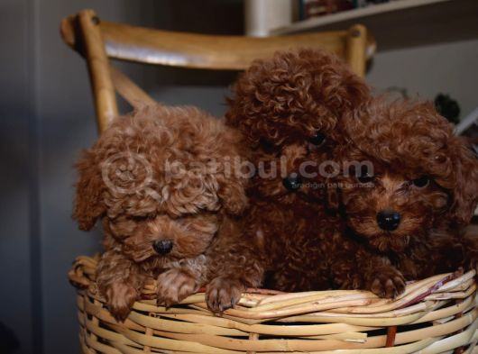 Ev Ortamında Büyüyen Mini Boy Red Brown Toy Poodle Yavrular görsel