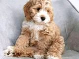 Malti̇poo Ci̇nsi̇ Yavrular Ev Üreti̇mi̇