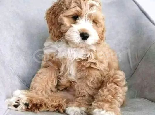 Malti̇poo Ci̇nsi̇ Yavrular Ev Üreti̇mi̇ görsel