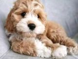 Malti̇poo Ci̇nsi̇ Yavrular Ev Üreti̇mi̇