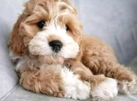 Malti̇poo Ci̇nsi̇ Yavrular Ev Üreti̇mi̇ görsel