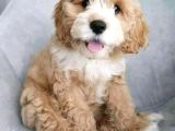MALTİPOO CİNSİ YAVRULAR EV ÜRETİMİ