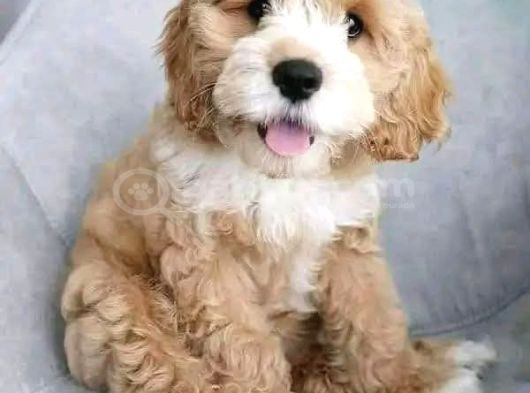Malti̇poo Ci̇nsi̇ Yavrular Ev Üreti̇mi̇