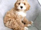 Malti̇poo Ci̇nsi̇ Yavrular Ev Üreti̇mi̇