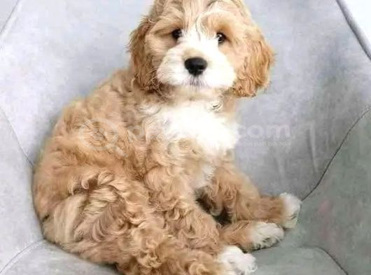 Malti̇poo Ci̇nsi̇ Yavrular Ev Üreti̇mi̇ görsel