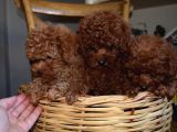 Ev Ortamında Büyüyen Mini Boy Red Brown Toy Poodle Yavrular